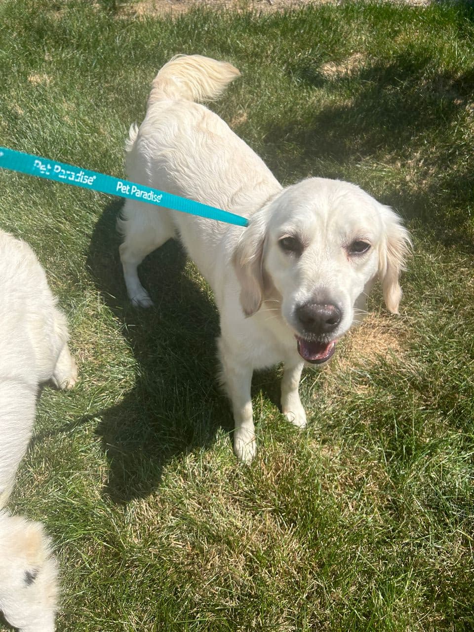 Pet travel photo 3