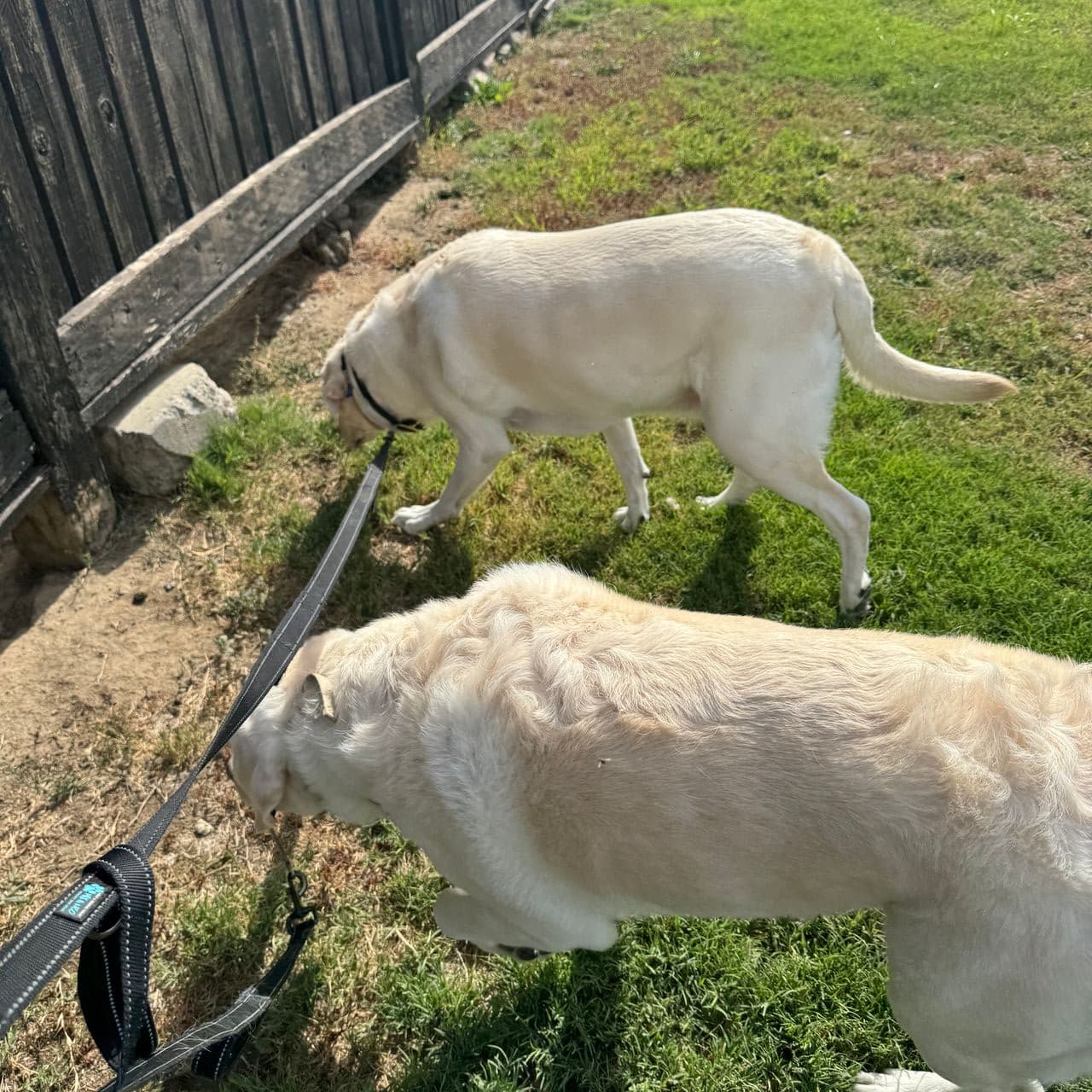 Pet travel photo 6