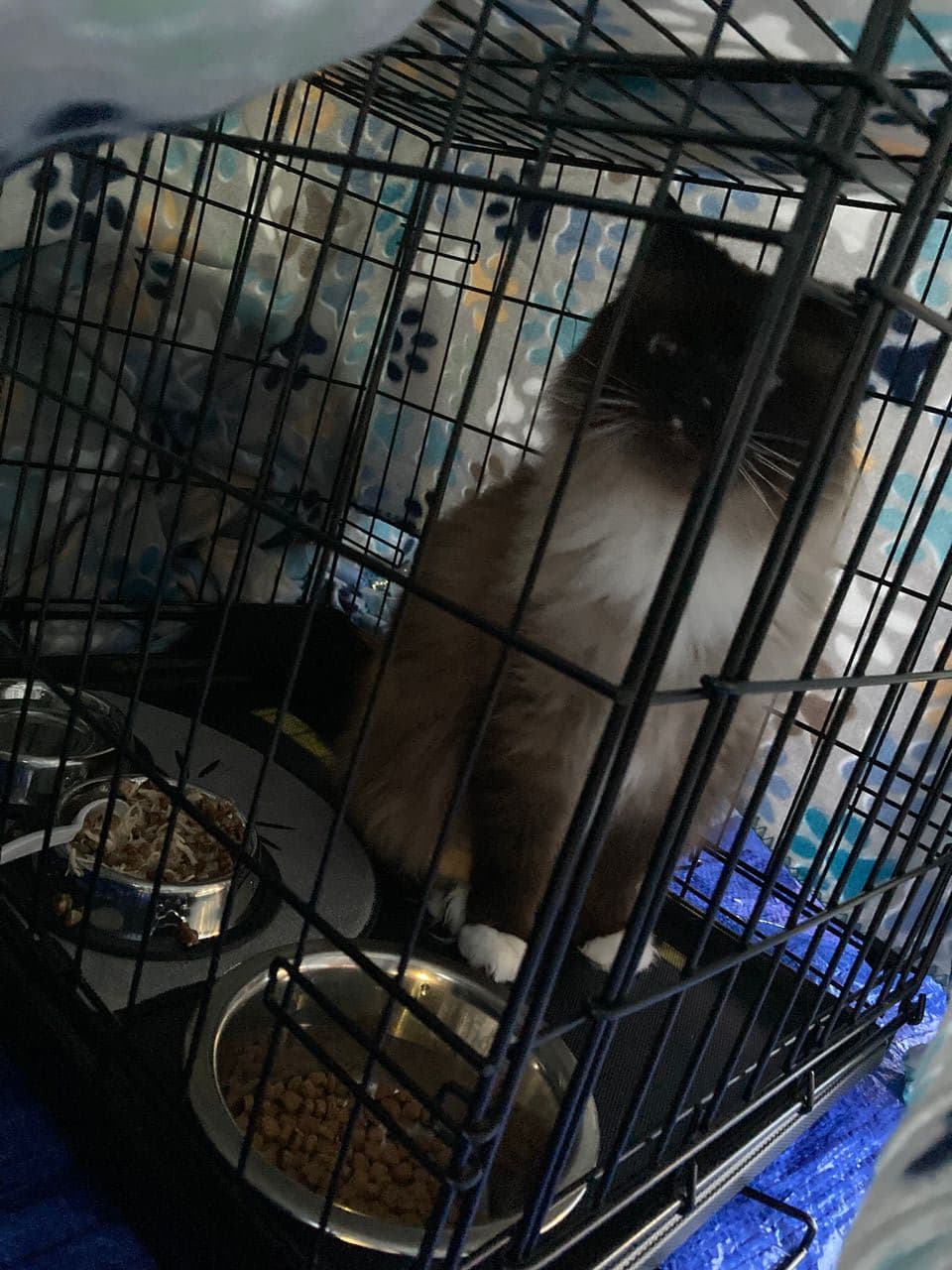 Pet travel photo 4