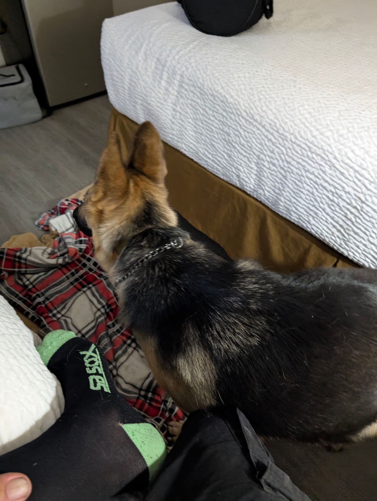 Pet travel photo 4
