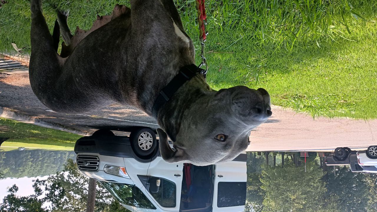 Pet travel photo 6