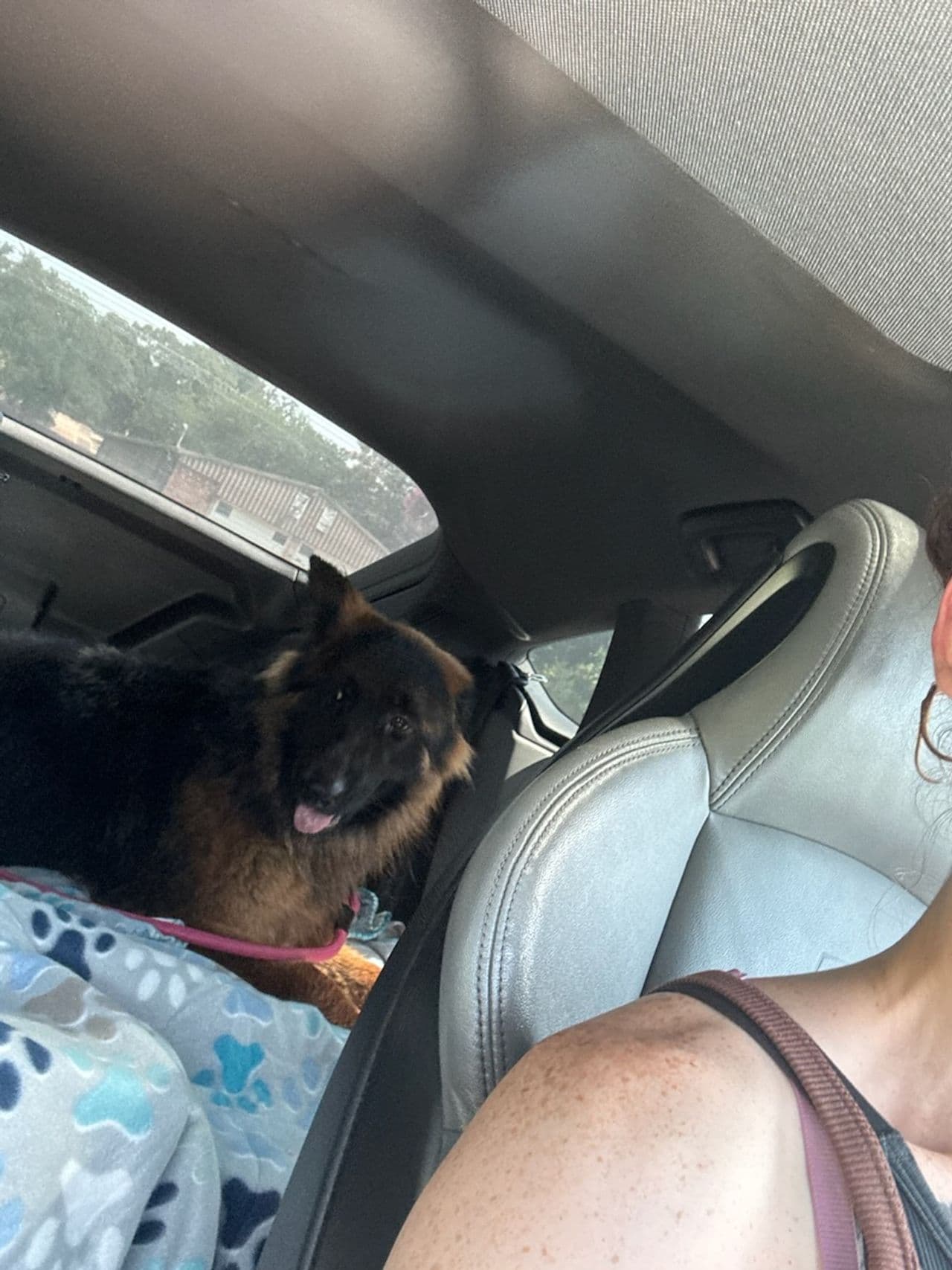 Pet travel photo 2
