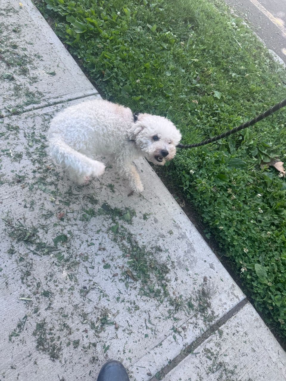 Pet travel photo 1