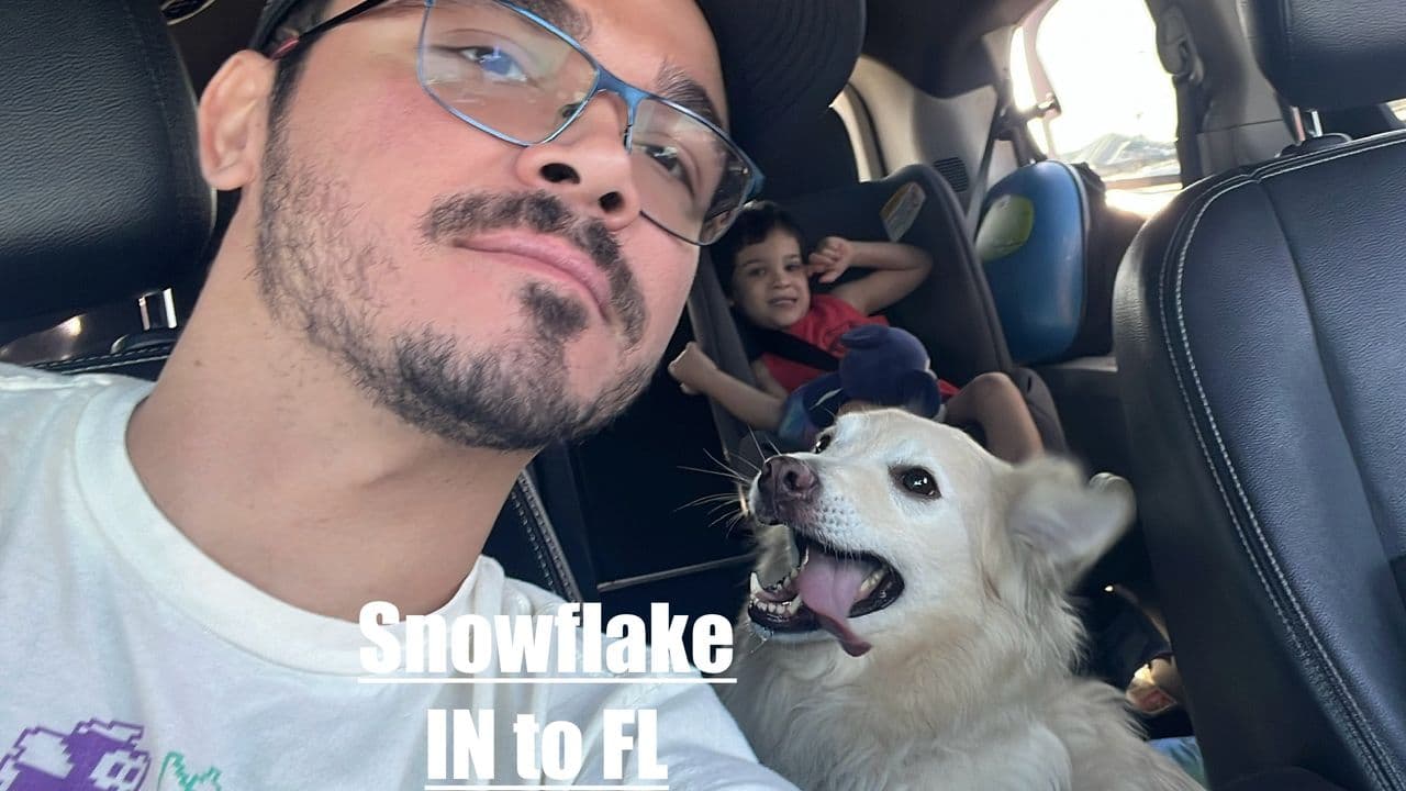 Pet travel photo 4