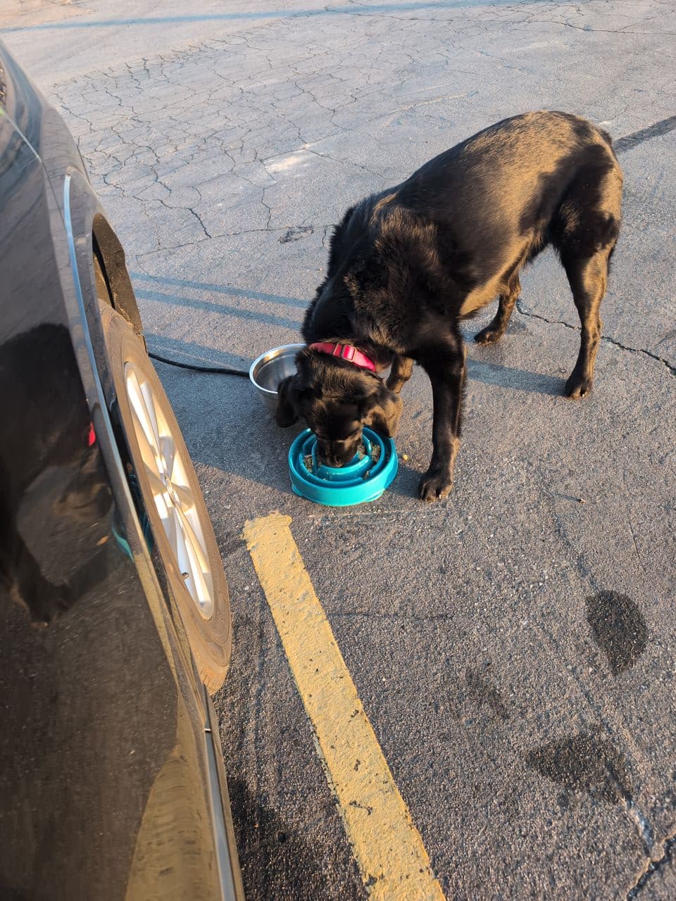 Pet travel photo 5