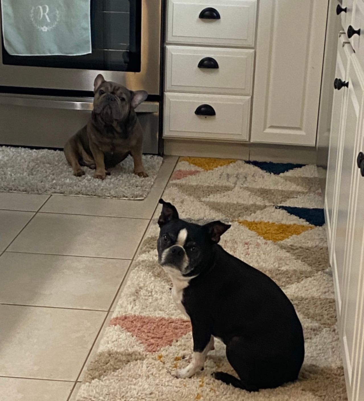 Pet travel photo 3