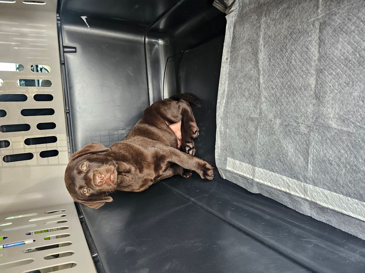 Pet travel photo 3