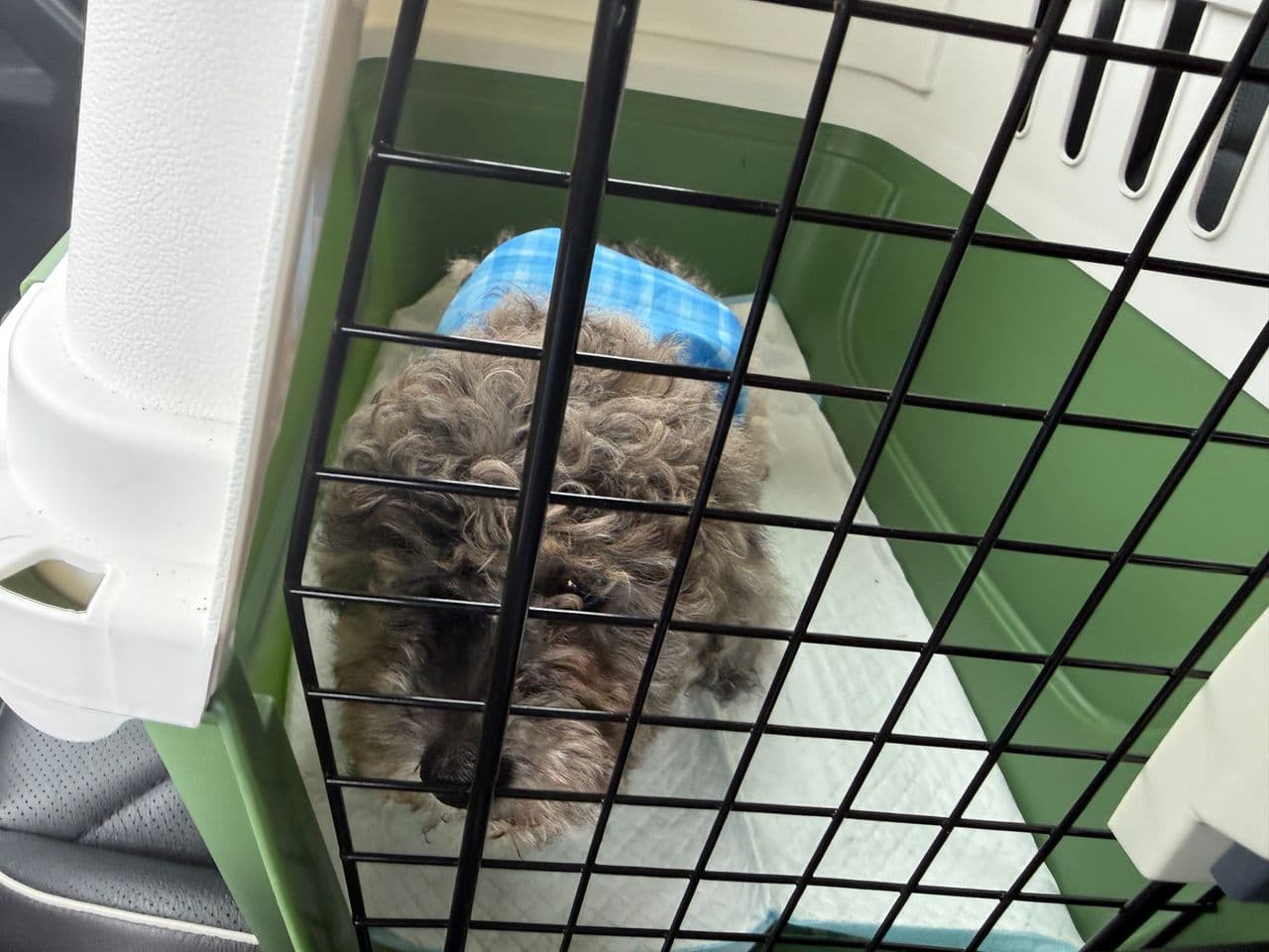 Pet travel photo 5