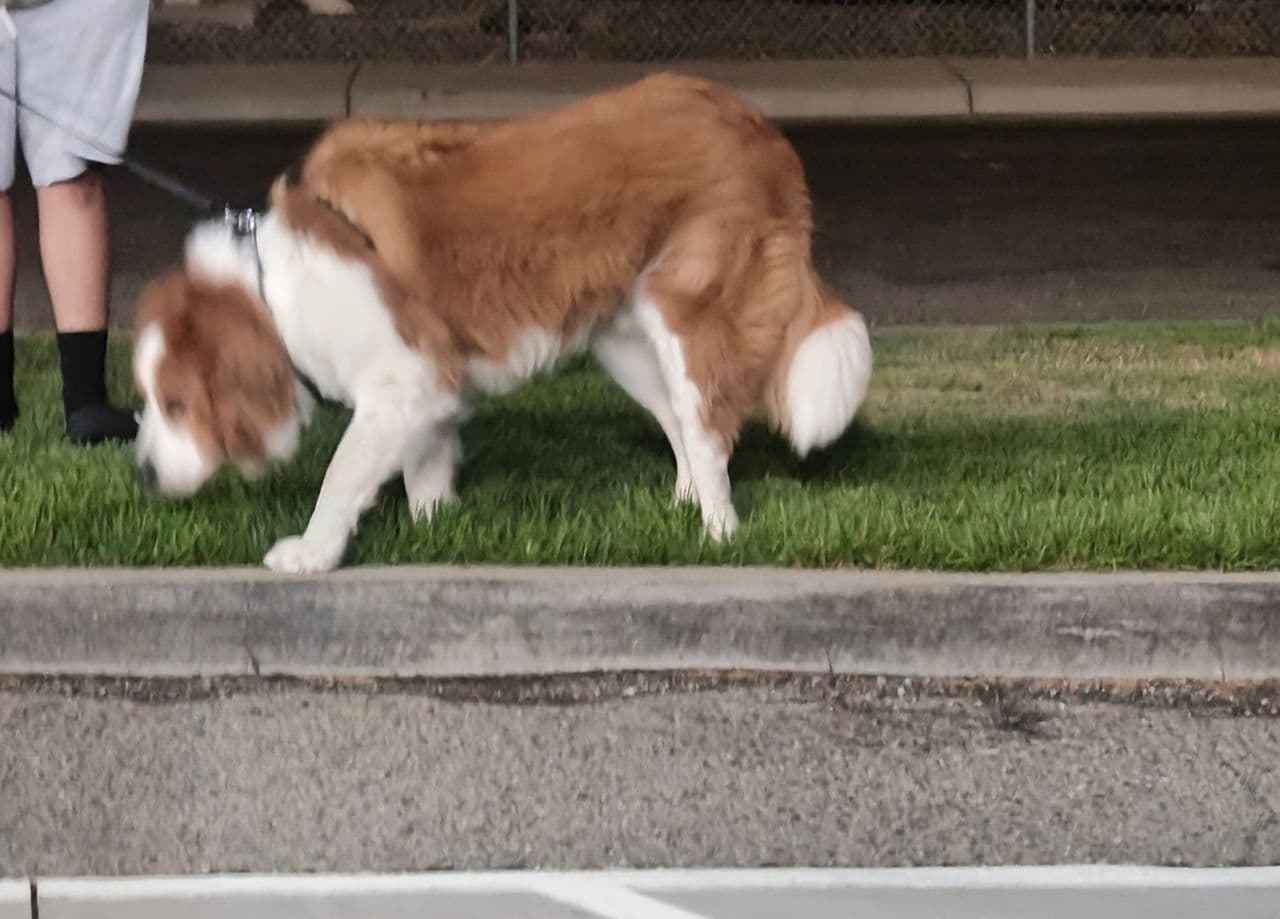 Pet travel photo 1