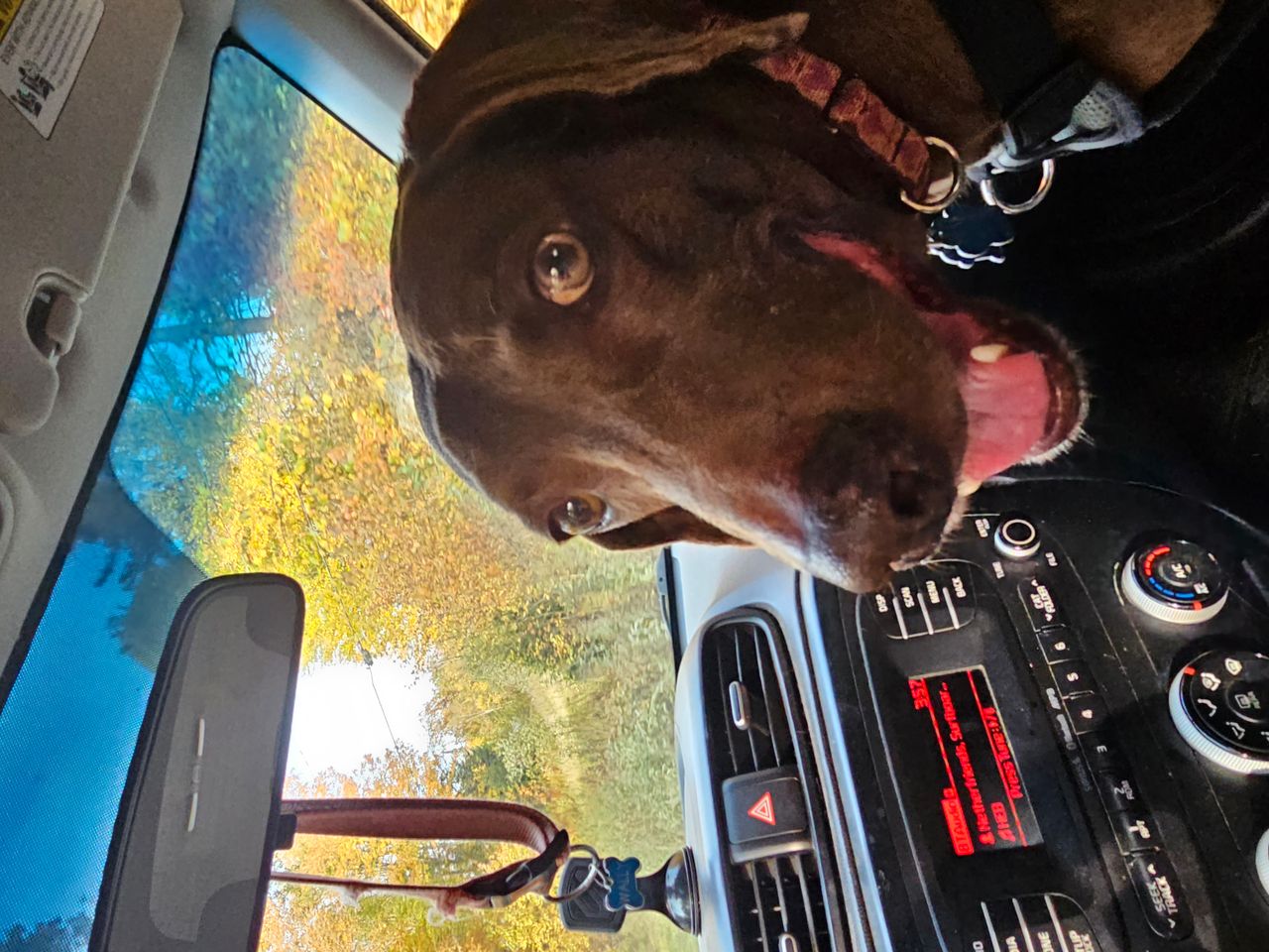 Pet travel photo 5