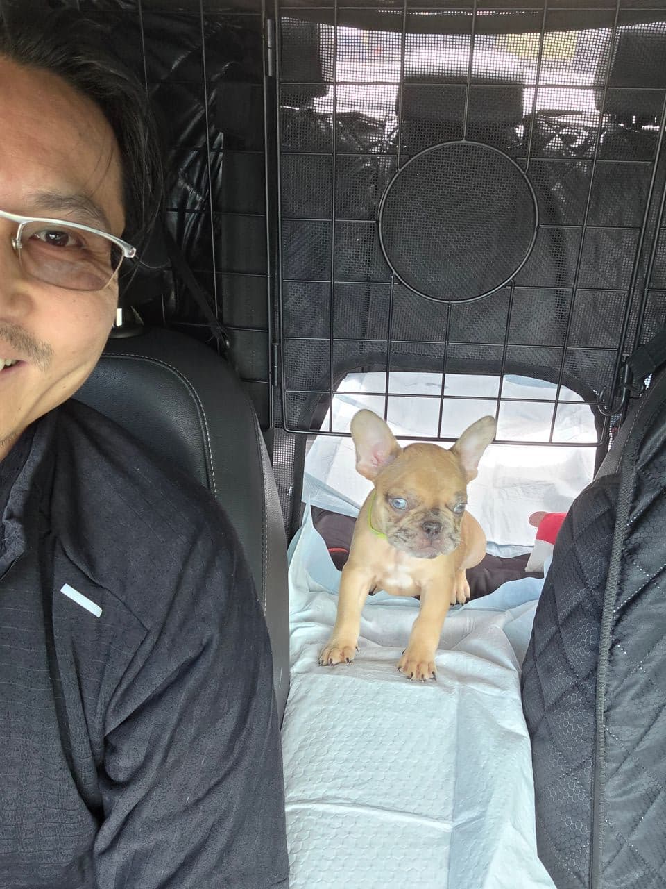 Pet travel photo 2