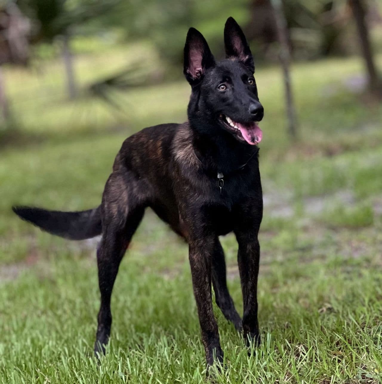 Pet travel photo 4
