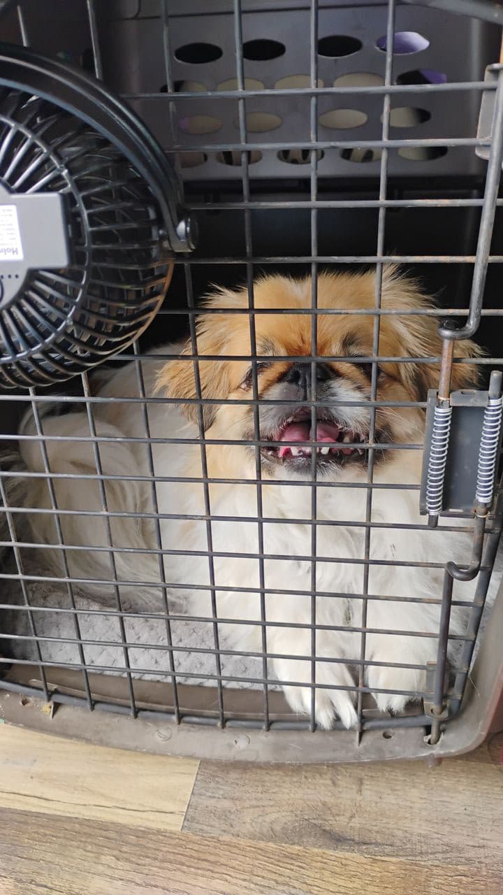 Pet travel photo 2