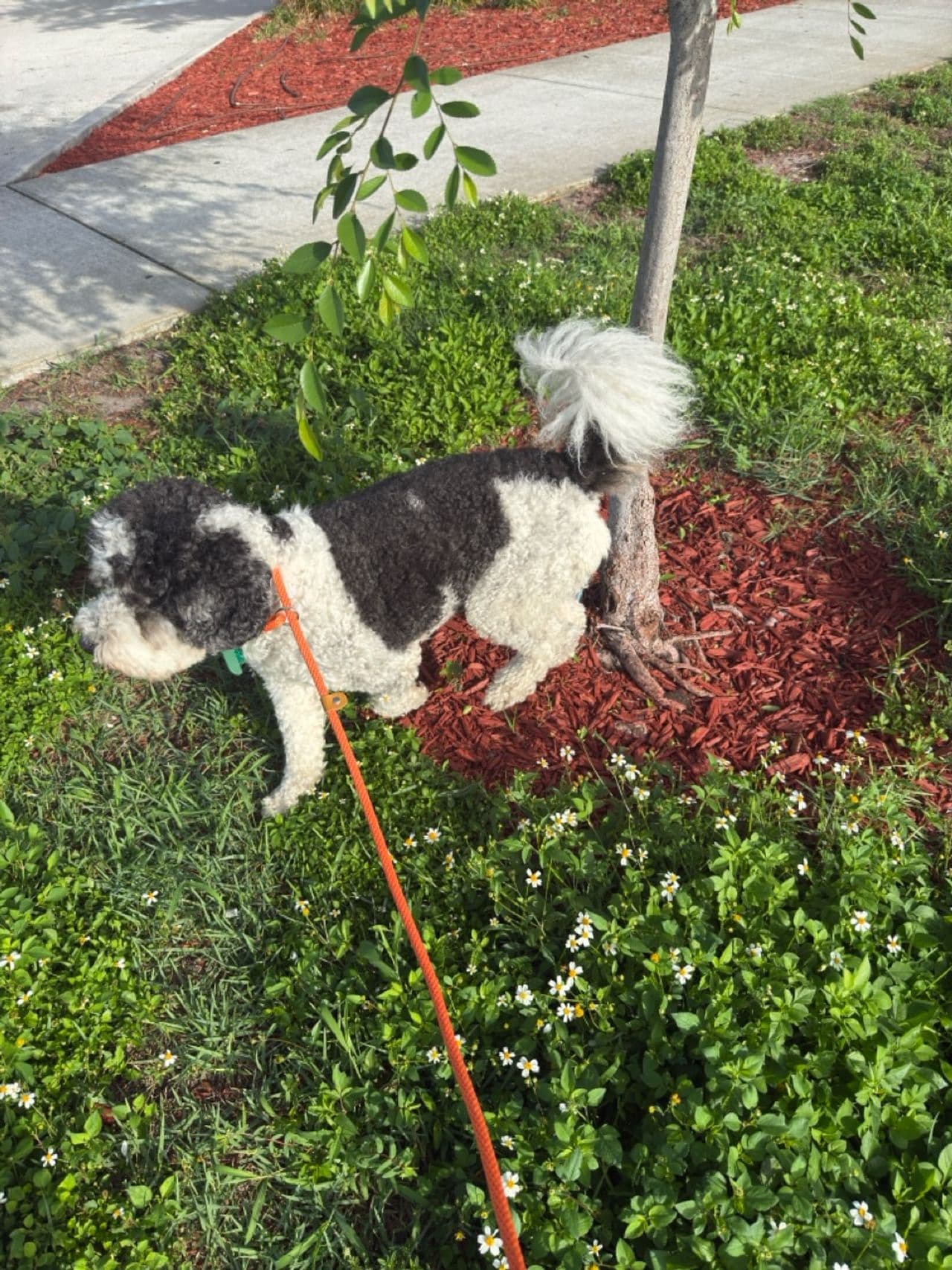 Pet travel photo 1