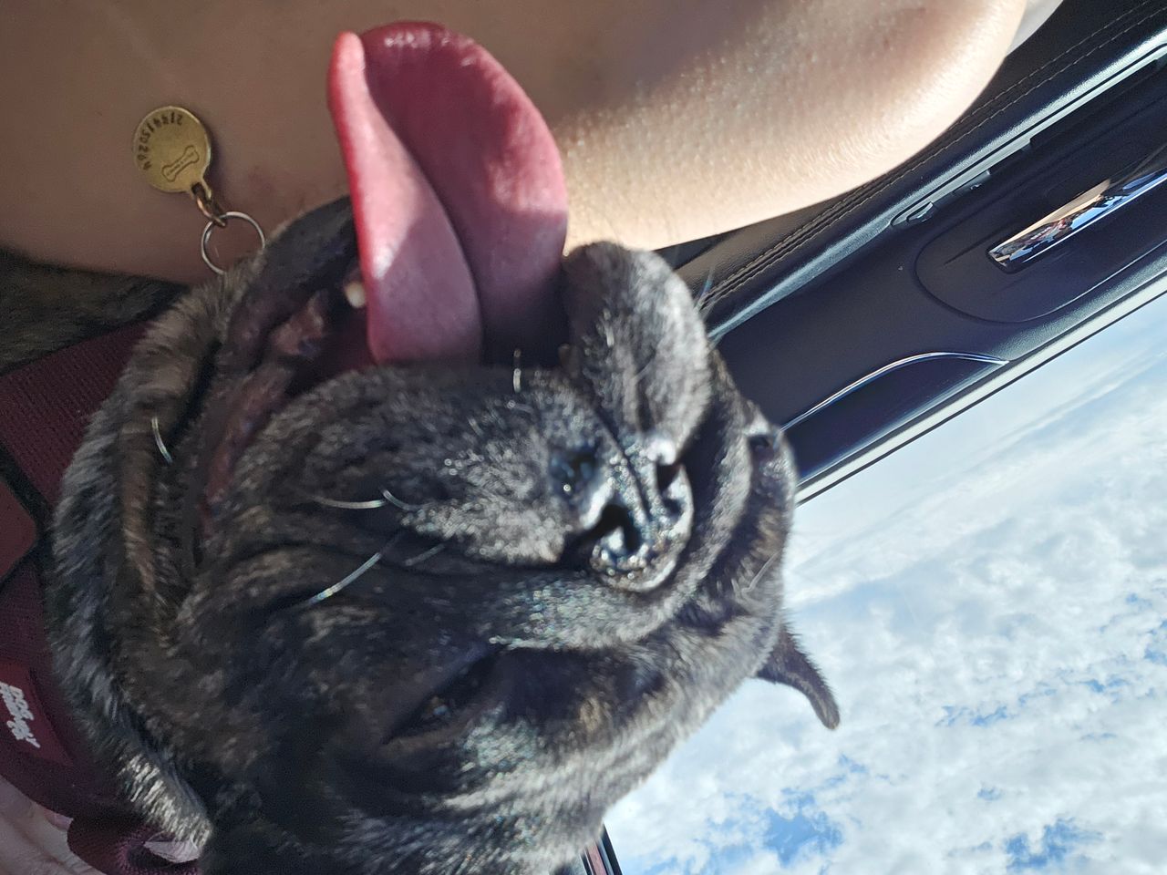 Pet travel photo 6