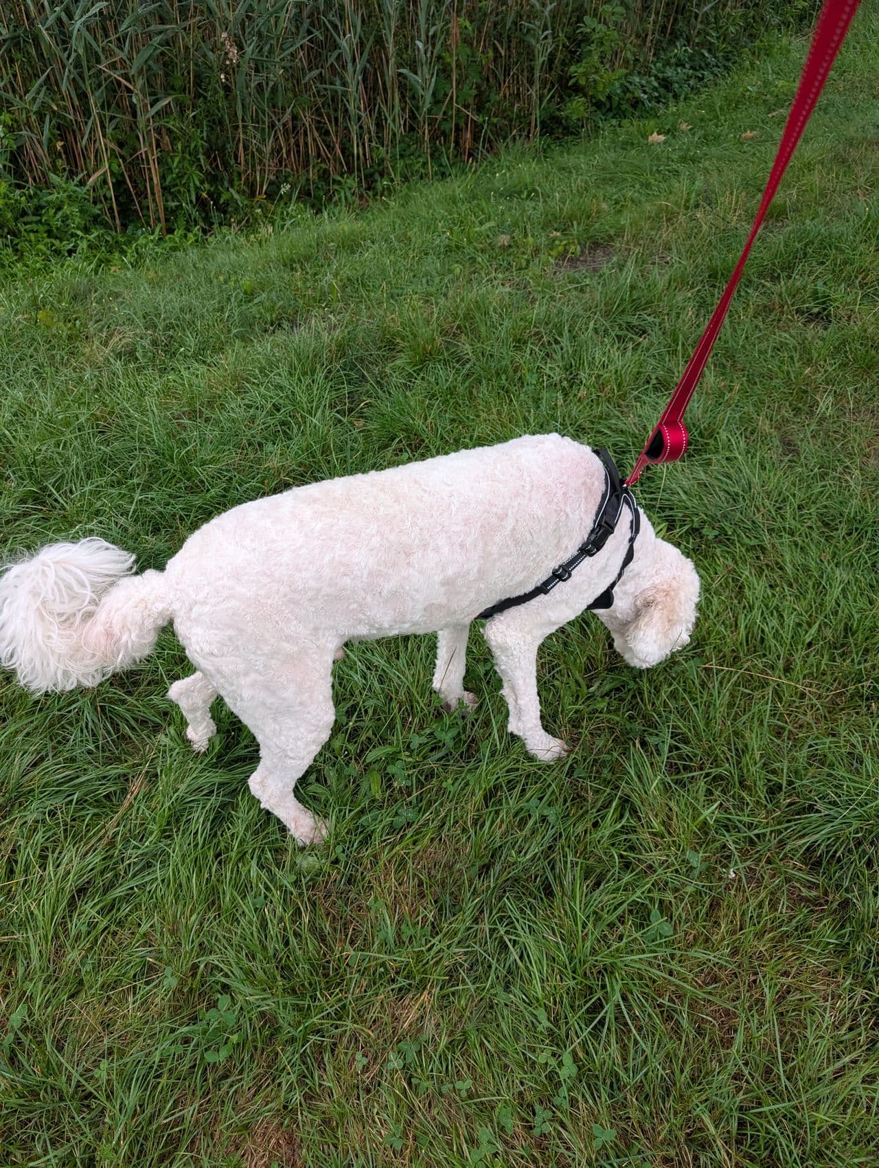 Pet travel photo 4