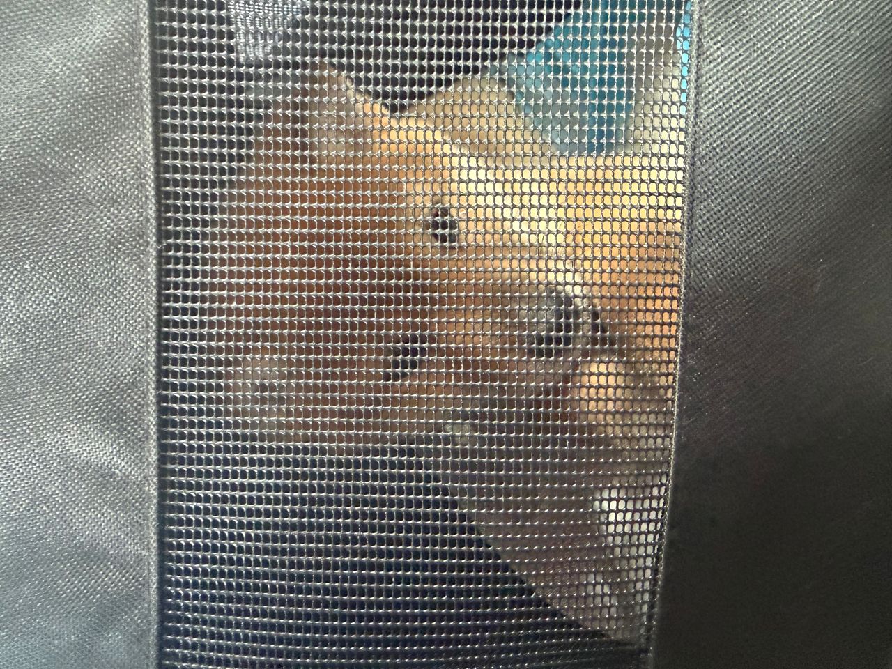 Pet travel photo 1