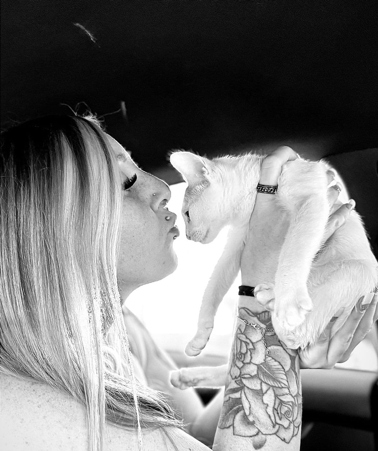Very Important Pet VIP Transport