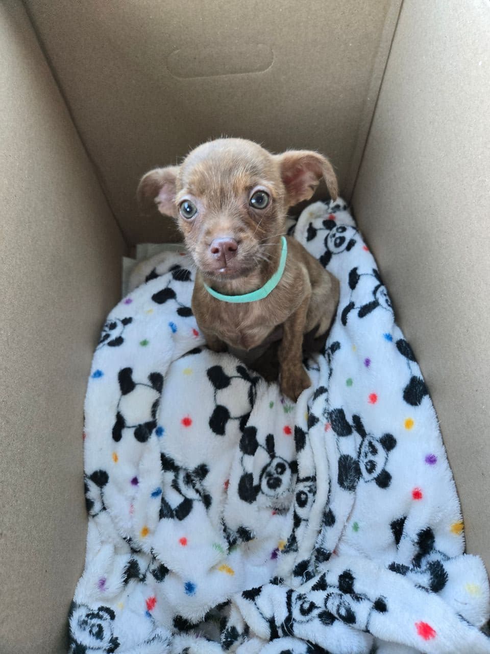 Pet travel photo 1