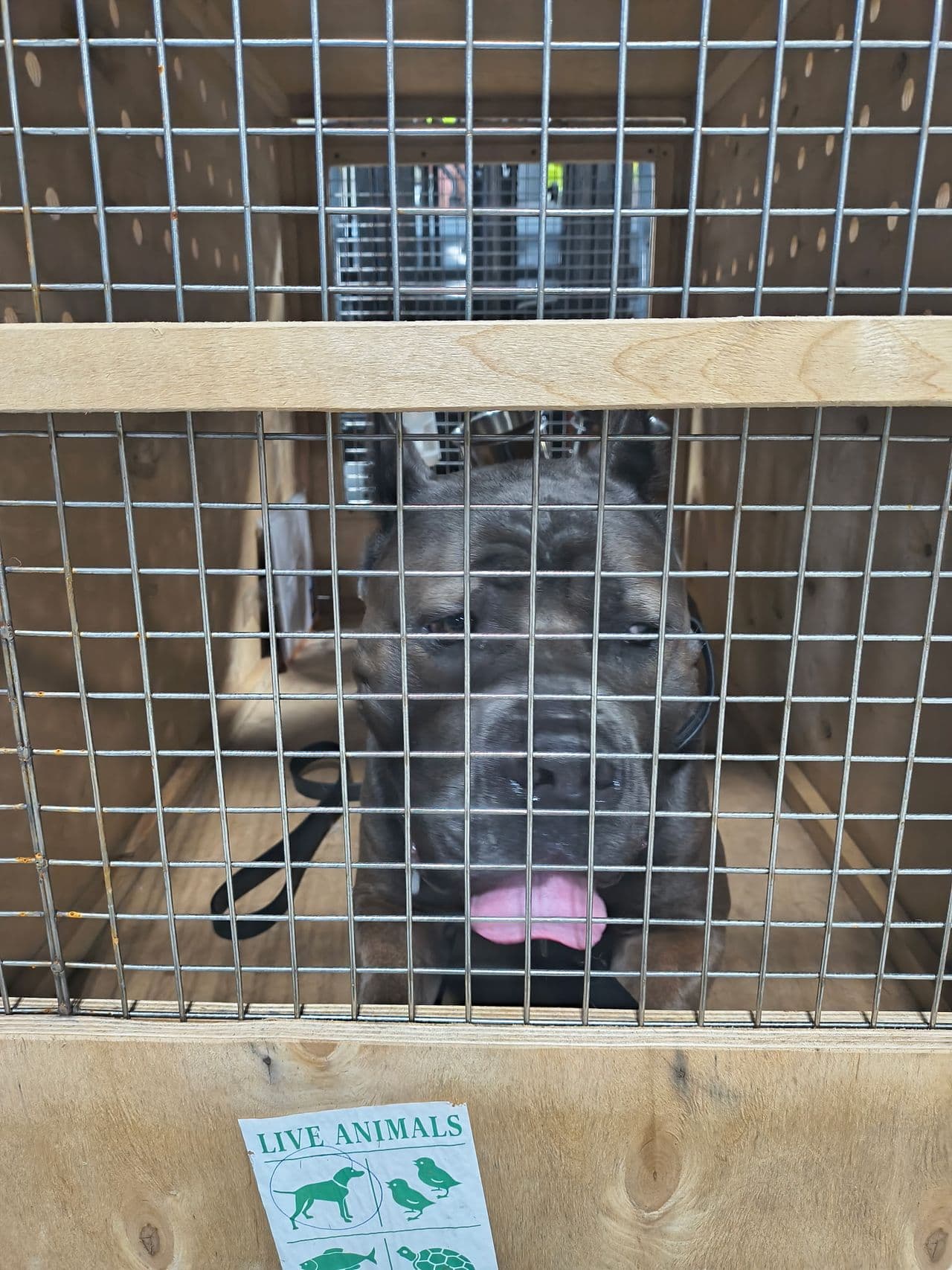 Pet travel photo 2