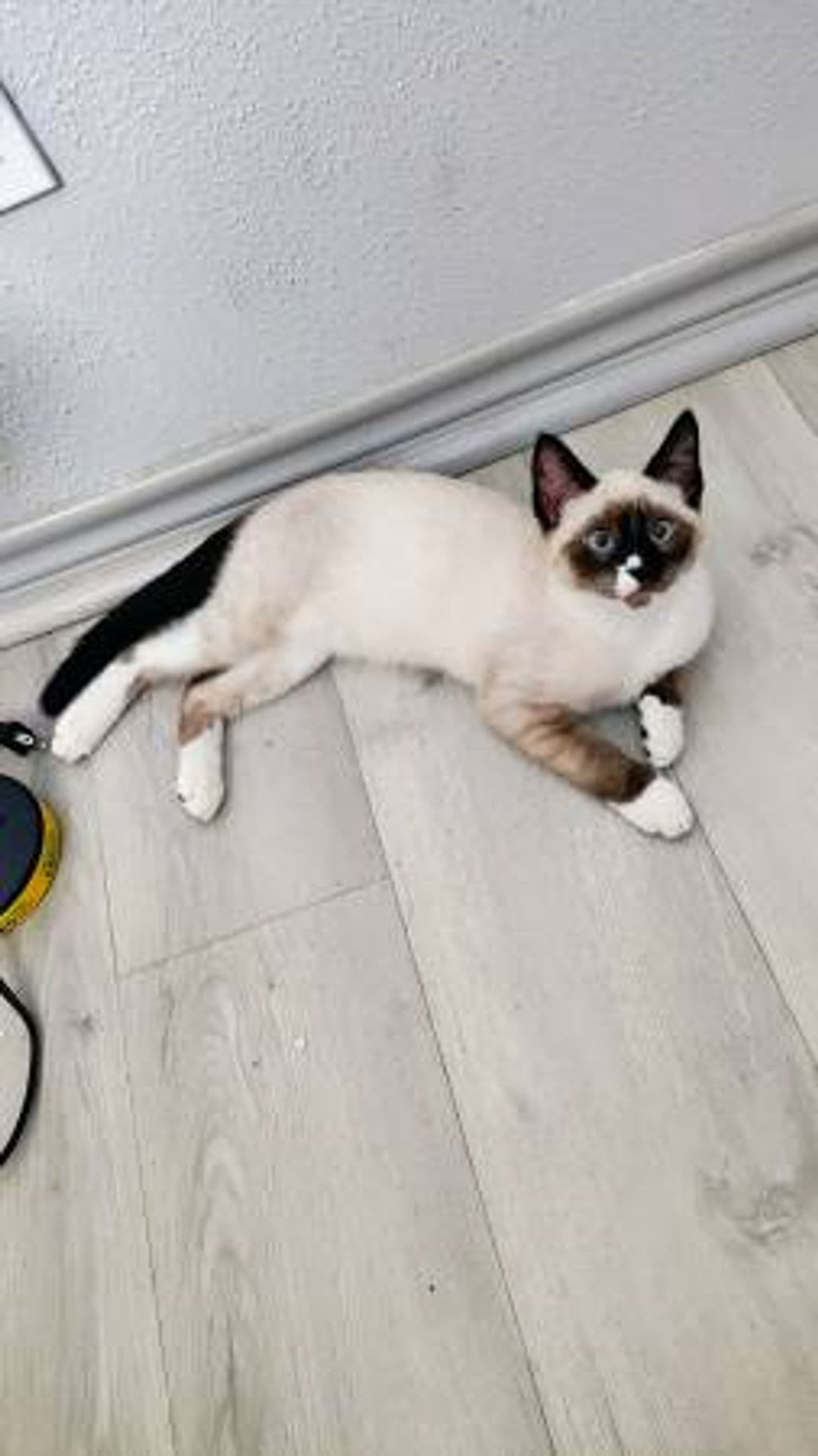 Pet travel photo 2