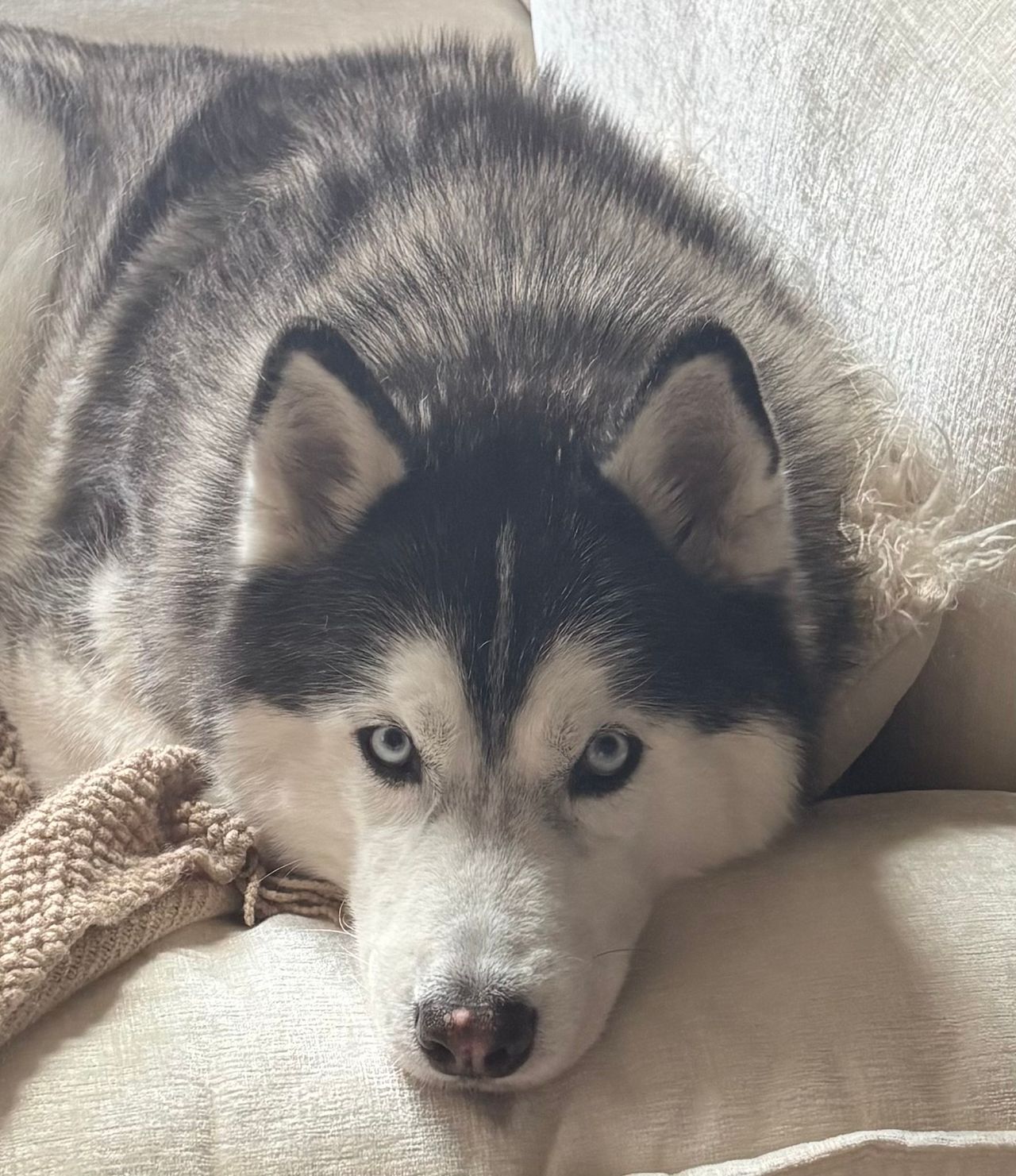 Pet travel photo 5