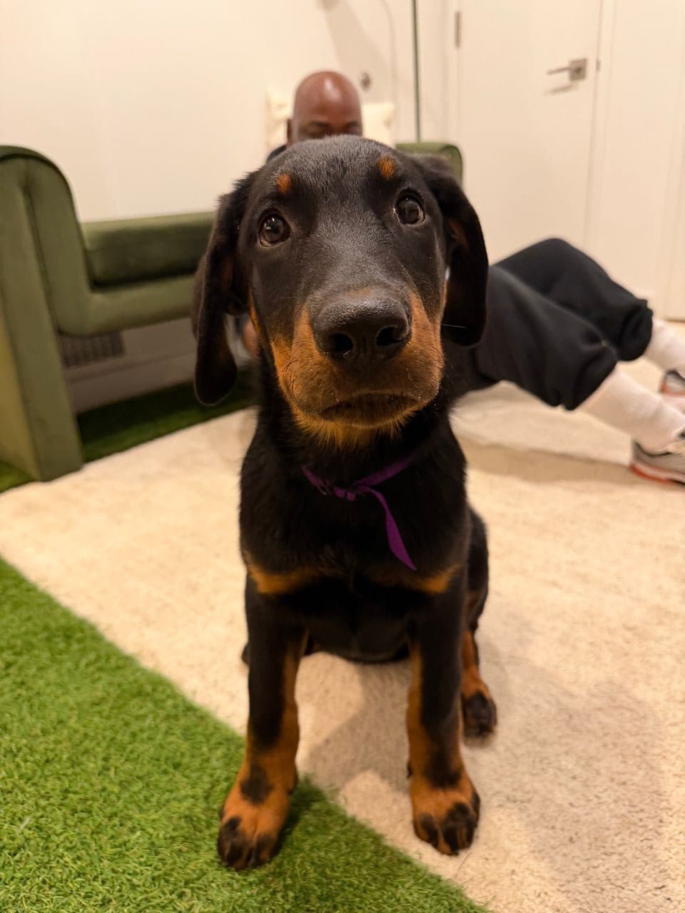 Pet travel photo 3