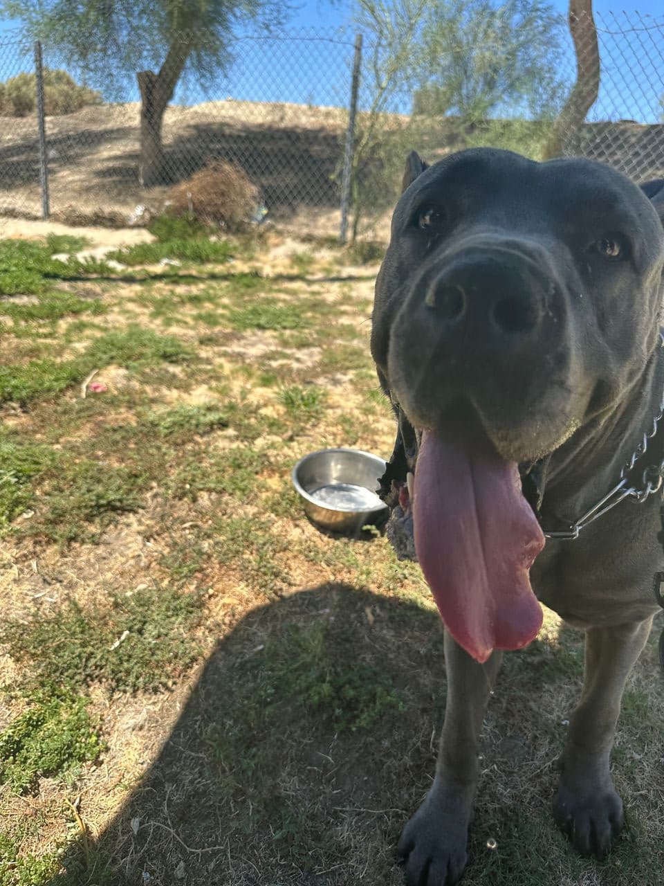 Pet travel photo 2