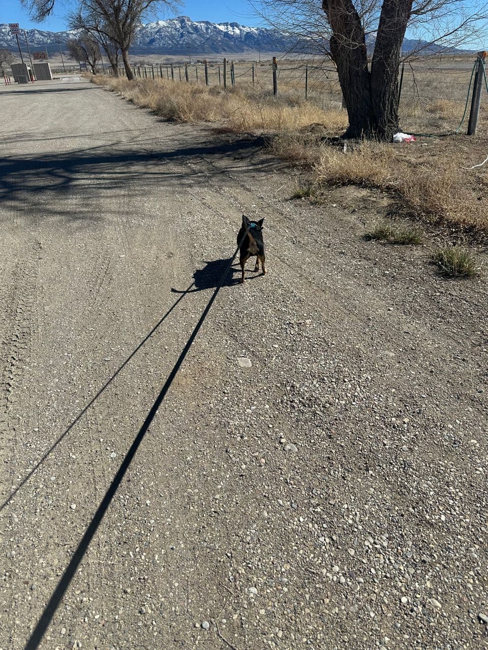 Pet travel photo 5