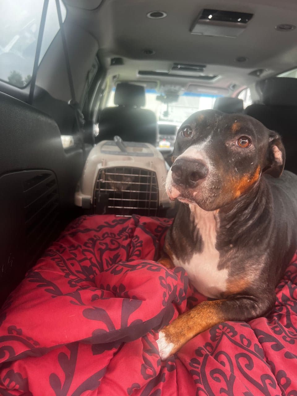 Pet travel photo 2