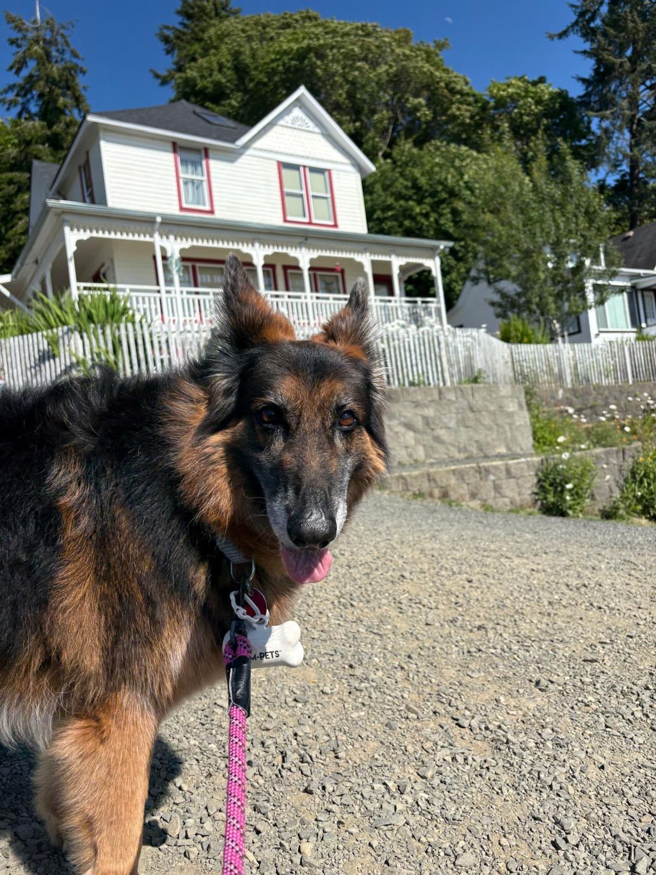Pet travel photo 3