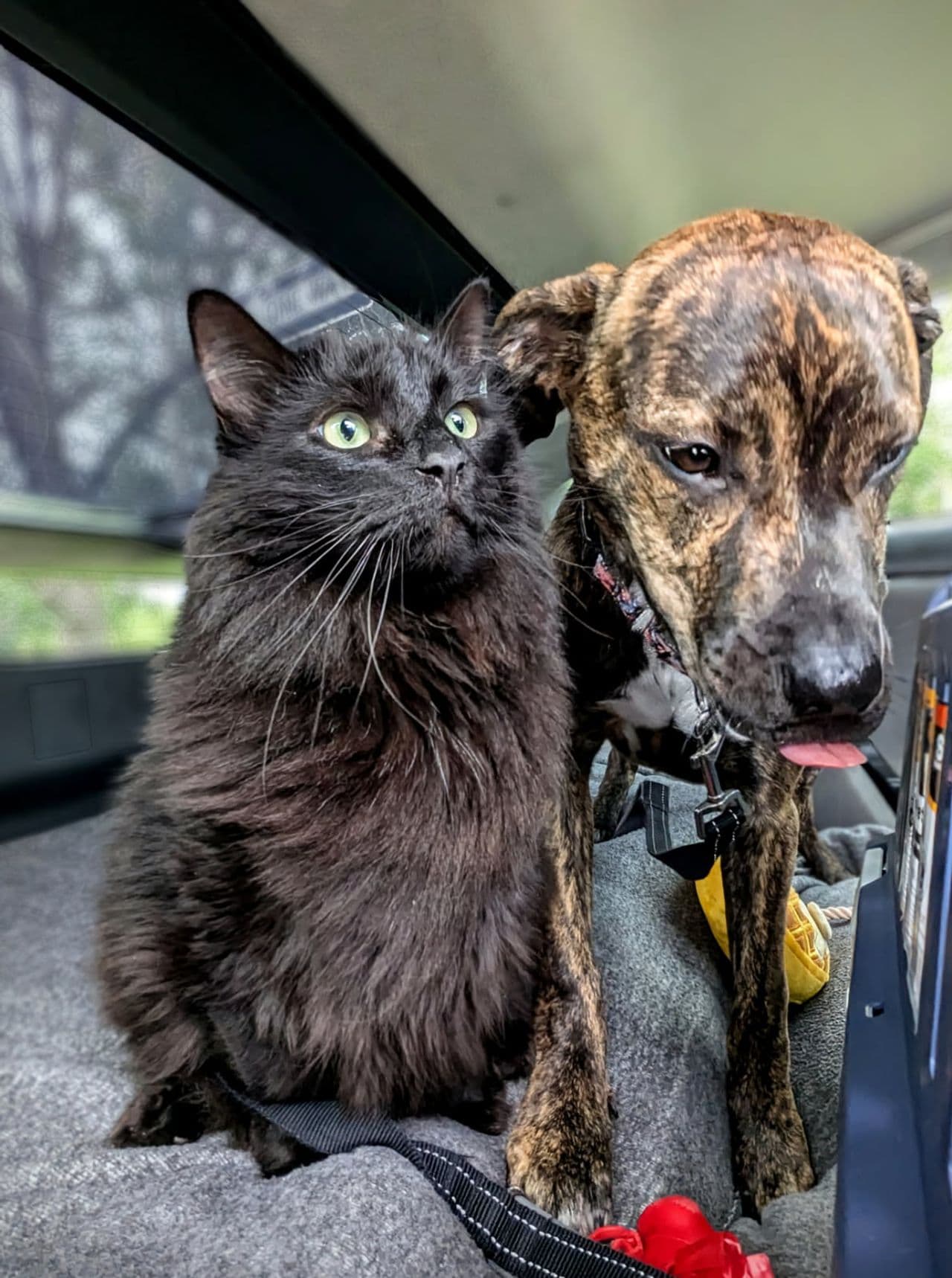 Pet travel photo 1