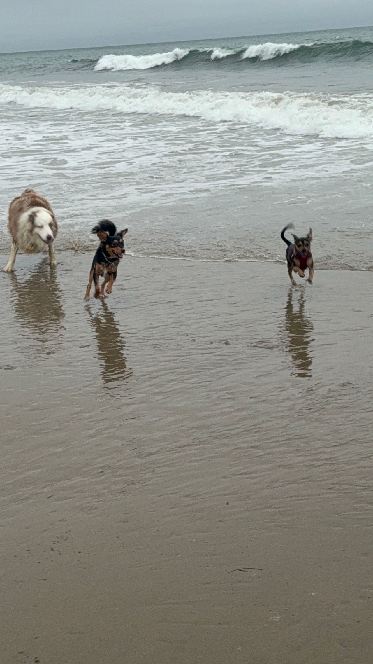 Pet travel photo 6