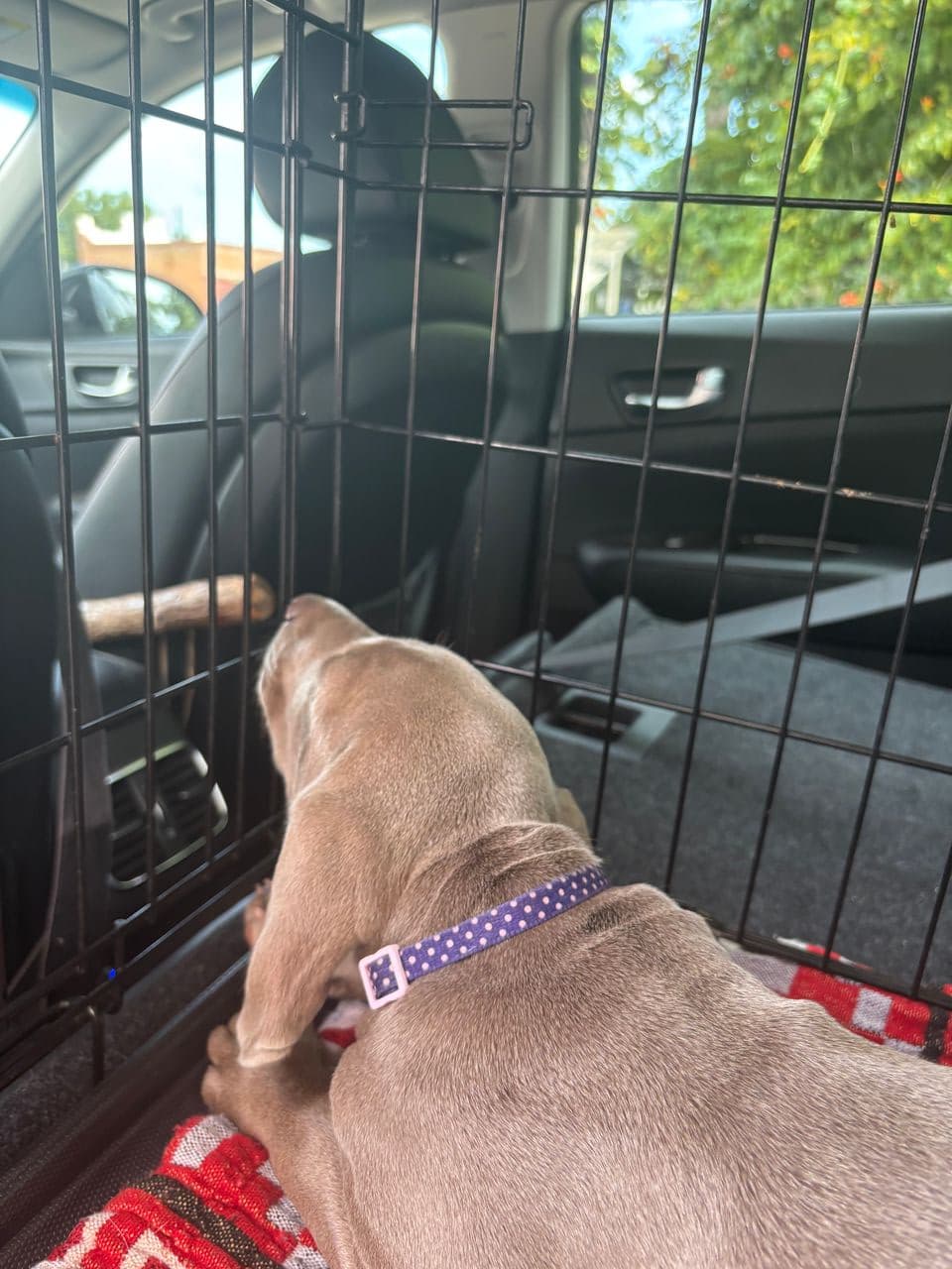 Pet travel photo 2