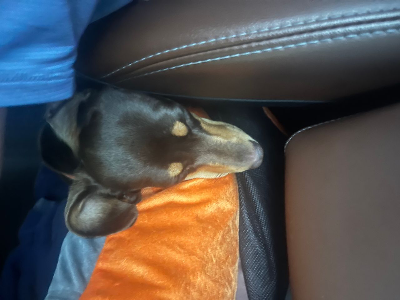 Pet travel photo 6