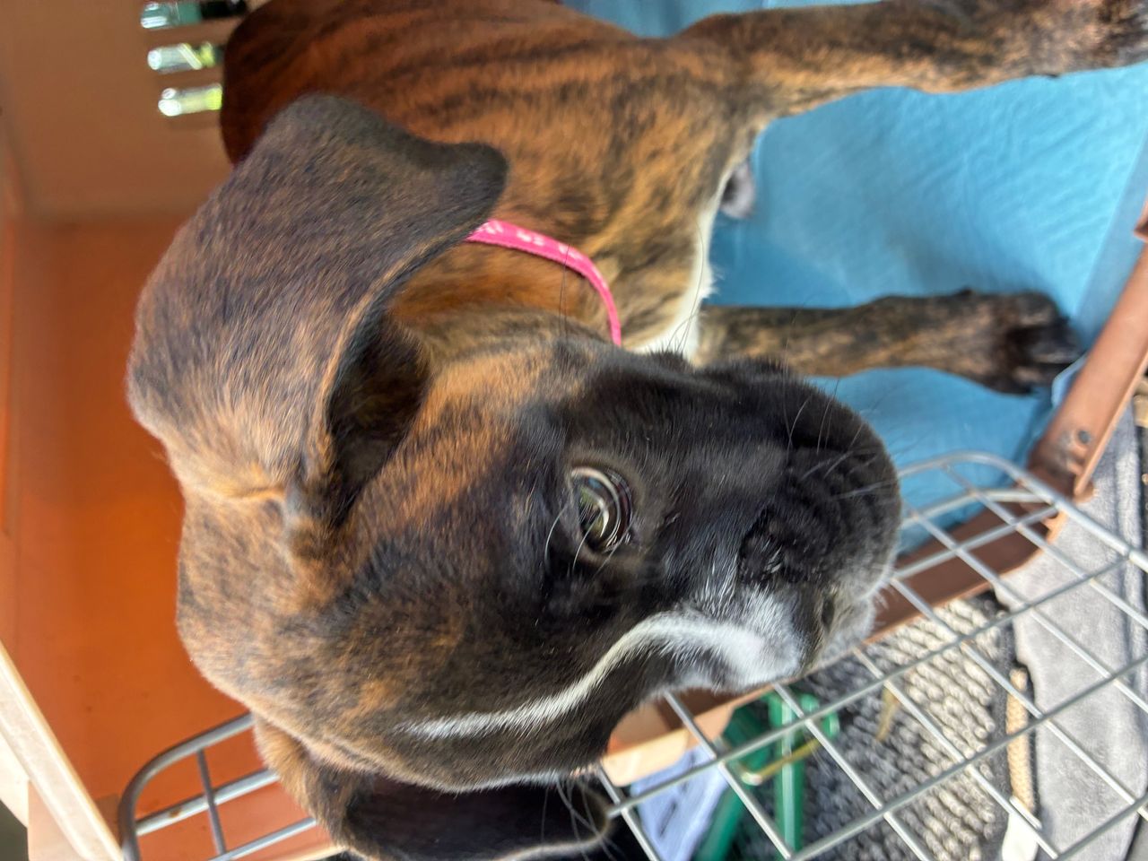 Pet travel photo 5