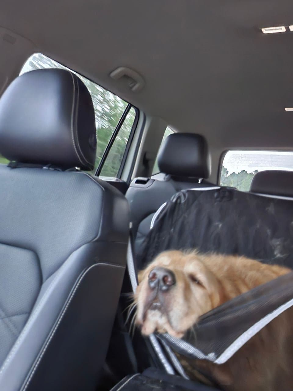 Pet travel photo 6