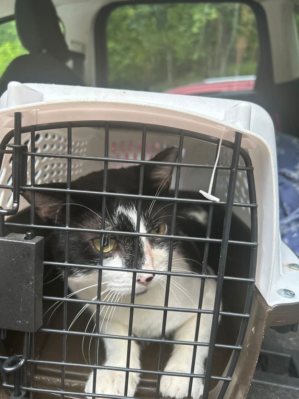 Pet travel photo 3