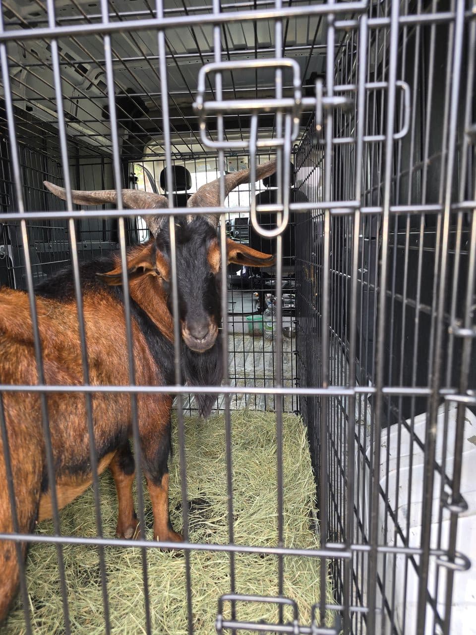 Pet travel photo 1
