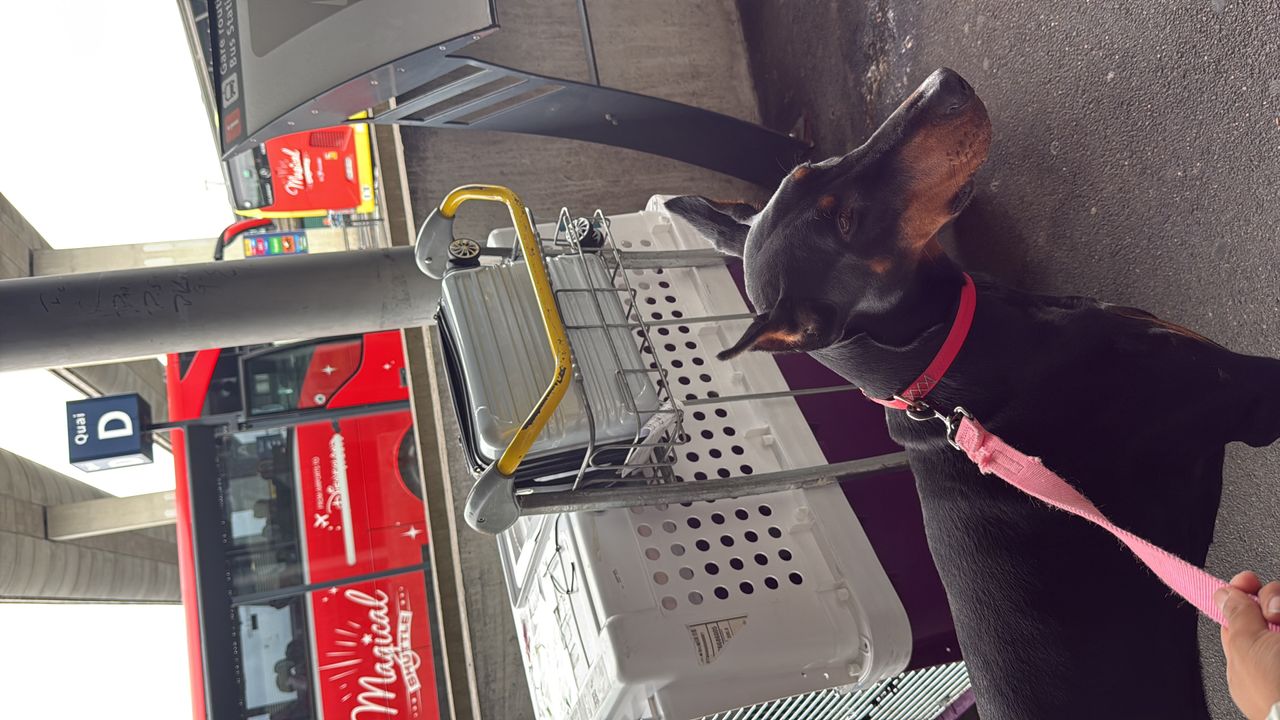 Pet travel photo 6