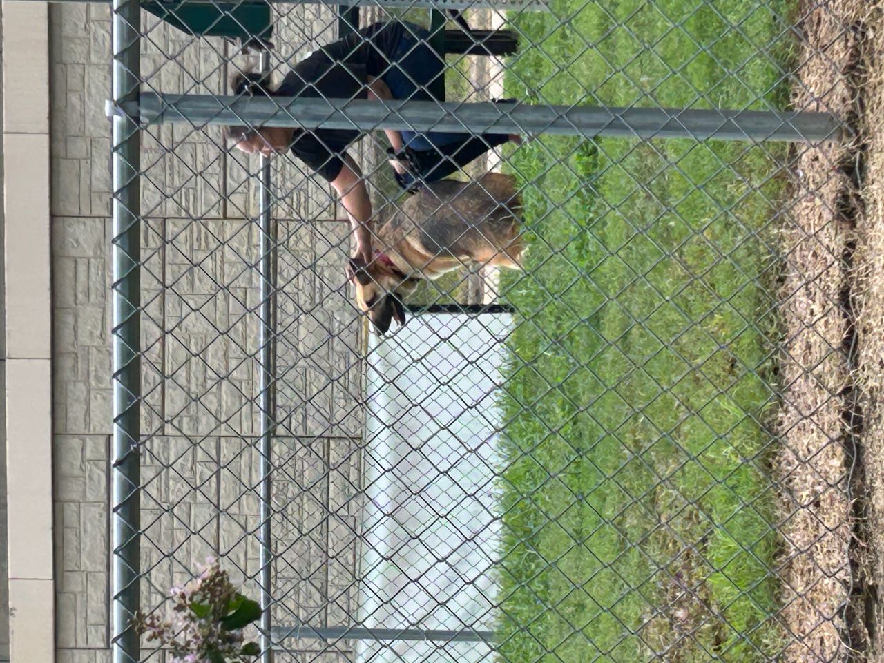 Pet travel photo 1