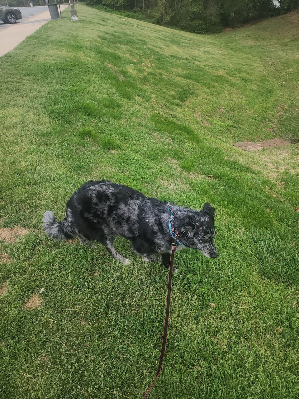 Pet travel photo 1