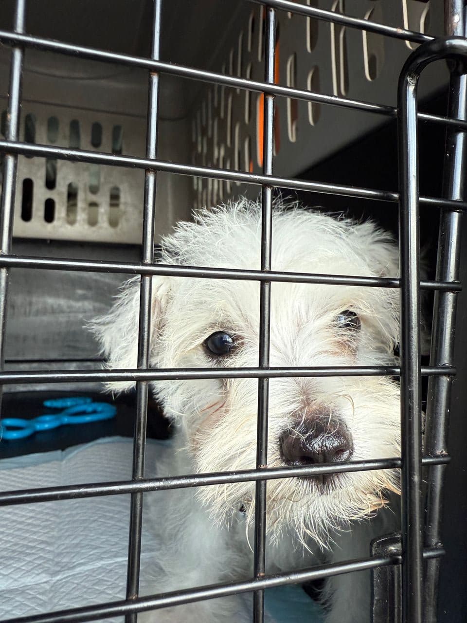 Pet travel photo 5
