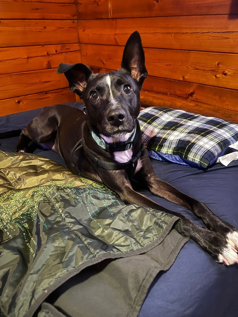 Pet travel photo 2