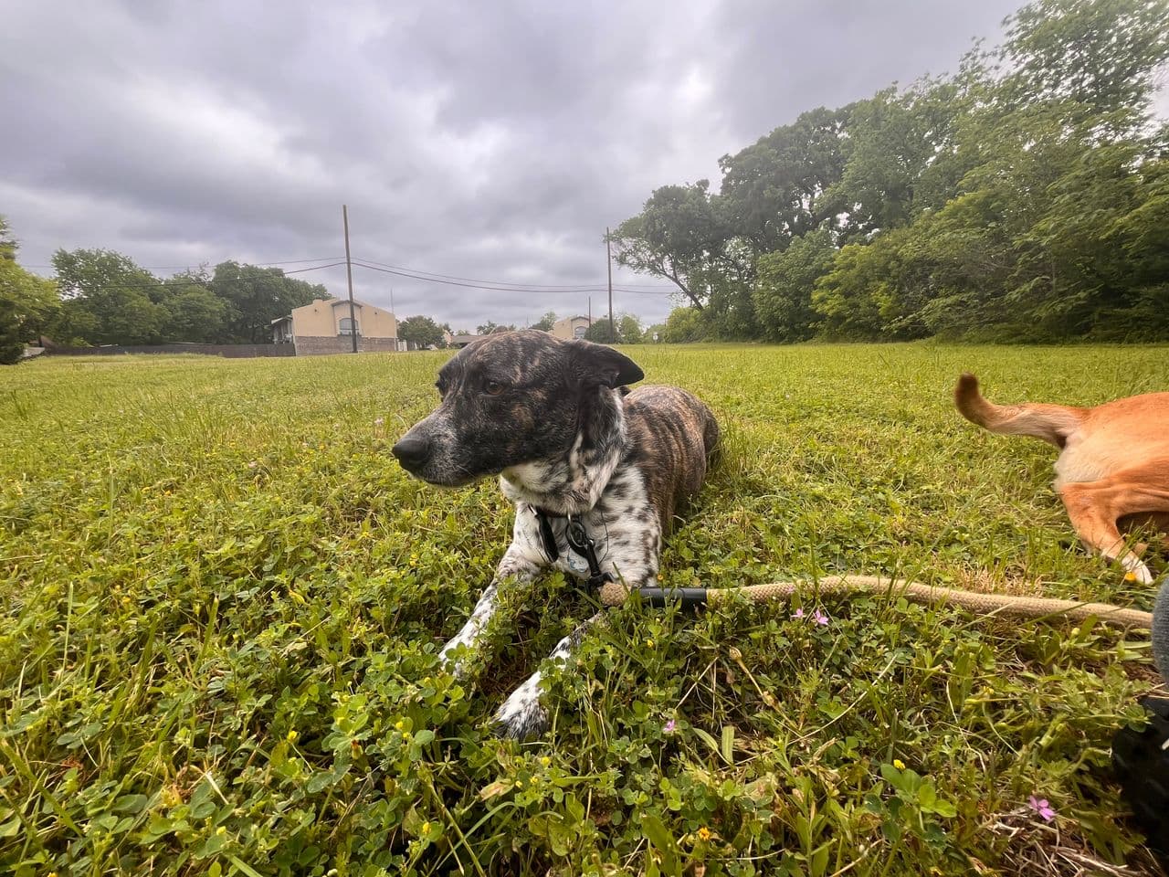 Pet travel photo 2