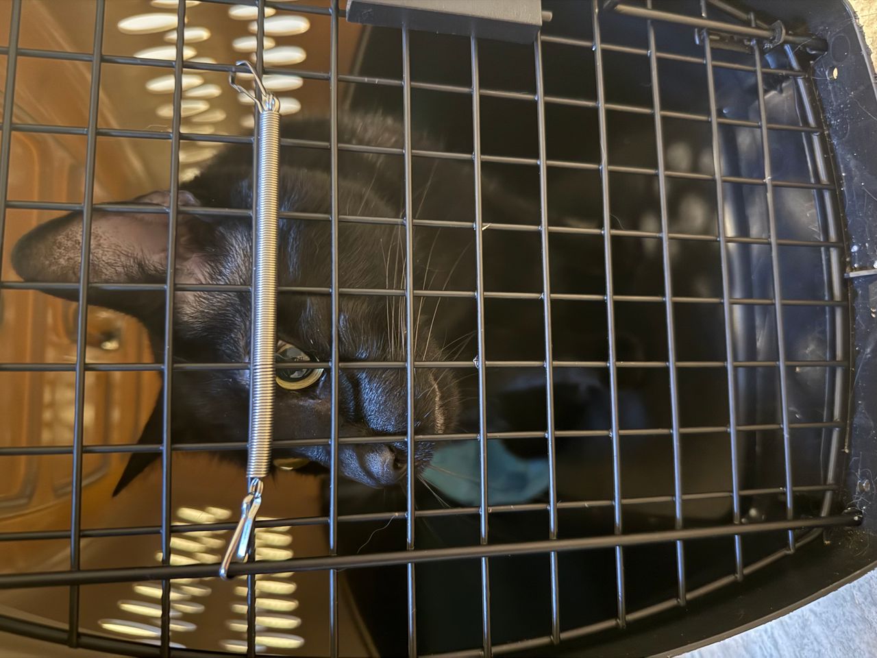 Pet travel photo 3