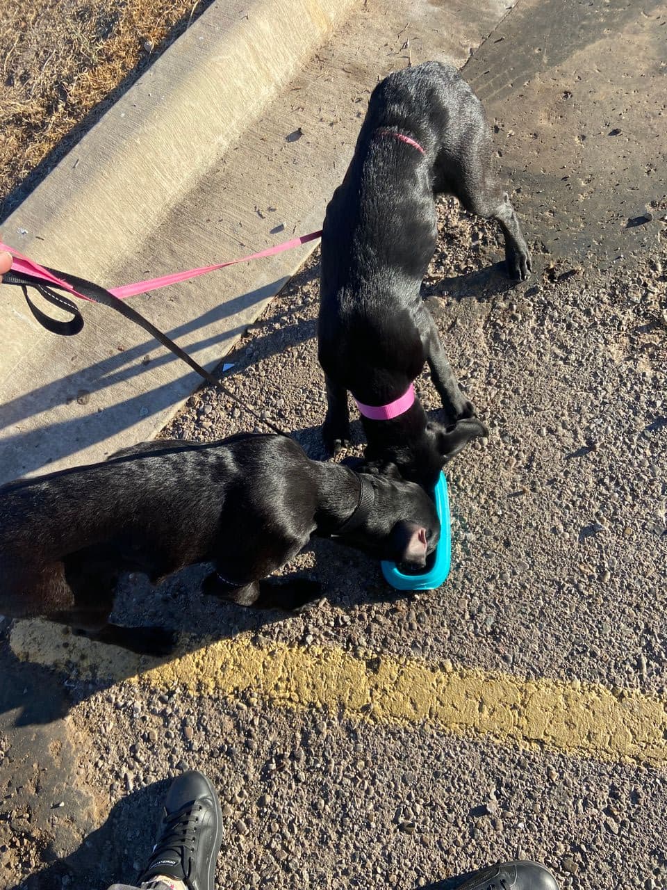 Pet travel photo 3