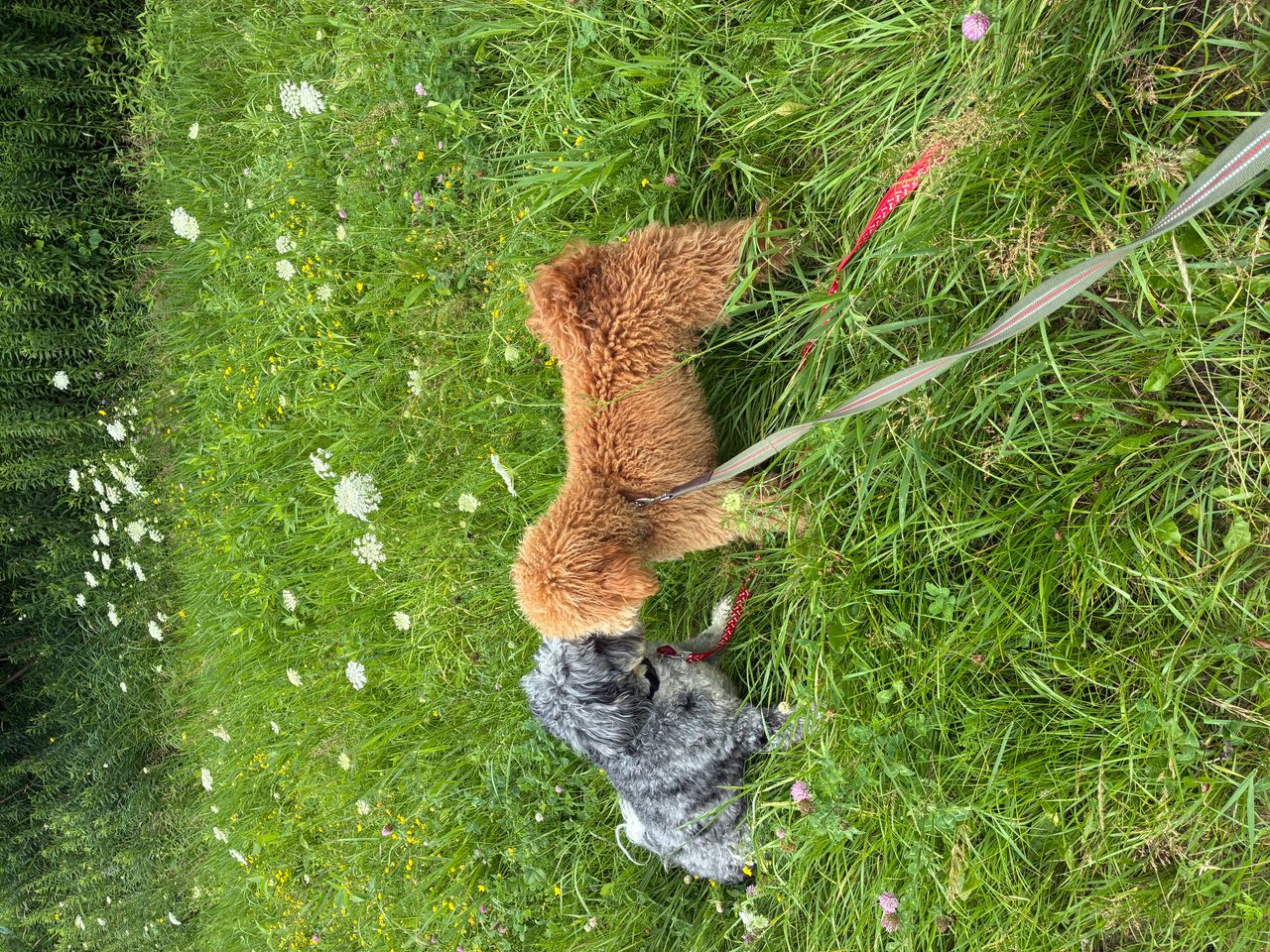 Pet travel photo 1