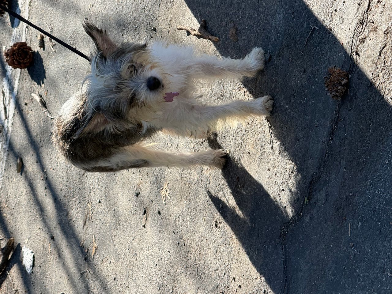 Pet travel photo 6
