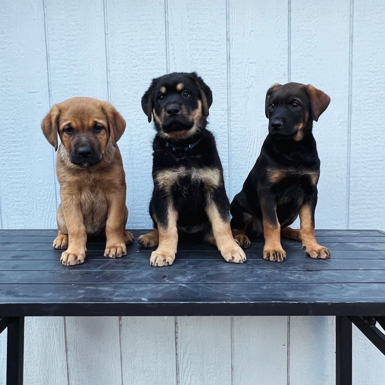 Pet travel photo 2